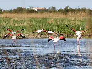 flamants rose en camargue