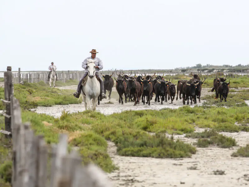 taureaux sauvages camargue (1)